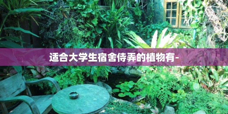 适合大学生宿舍侍弄的植物有-