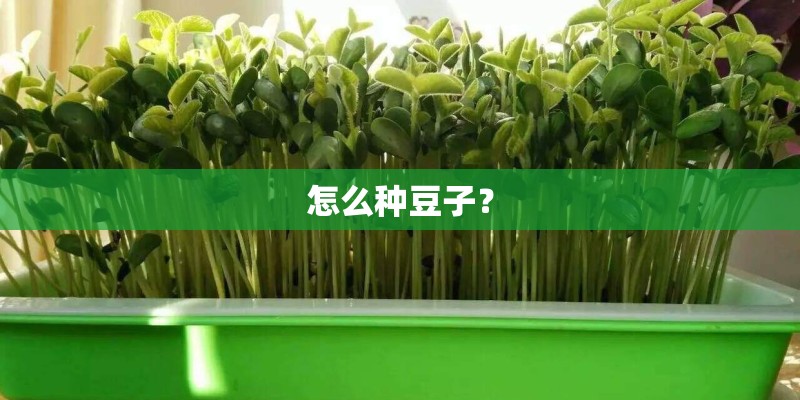 怎么种豆子？