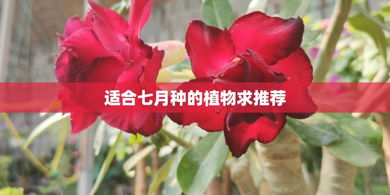 适合七月种的植物求推荐