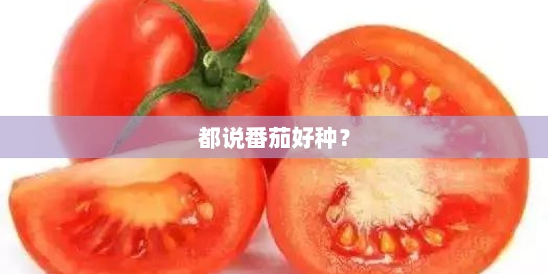 都说番茄好种？