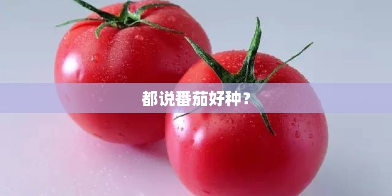 都说番茄好种？