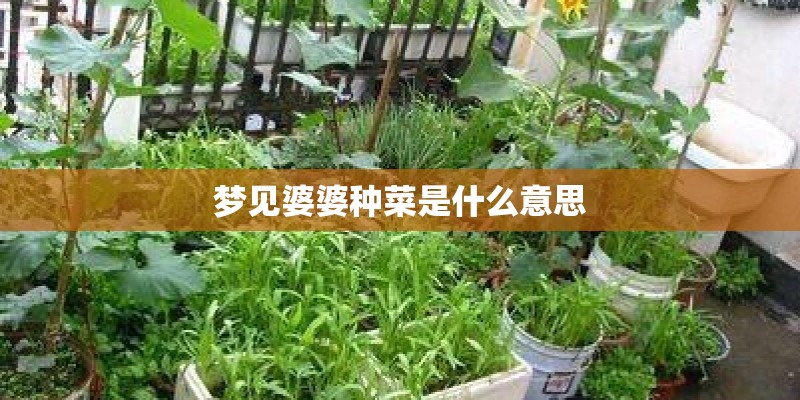梦见婆婆种菜是什么意思