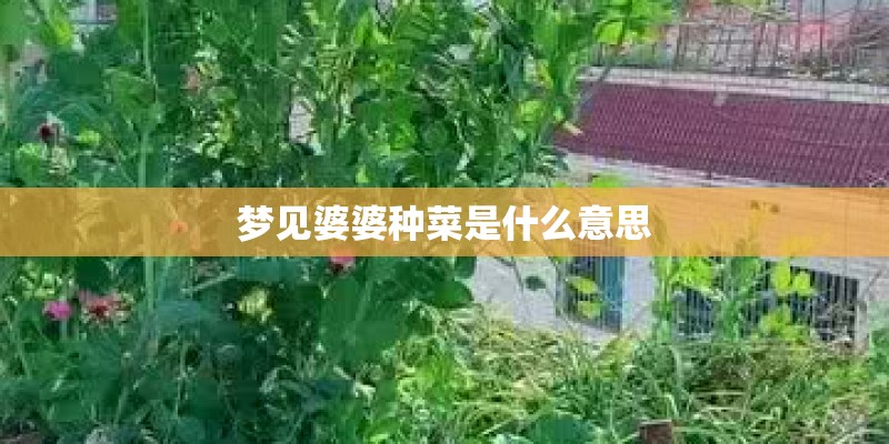 梦见婆婆种菜是什么意思
