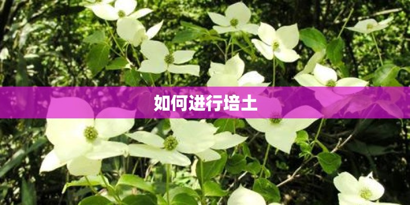 如何进行培土