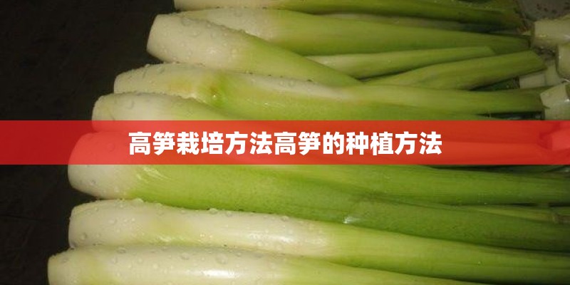 高笋栽培方法高笋的种植方法