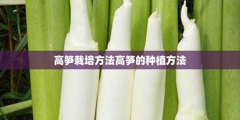 高笋栽培方法高笋的种植方法