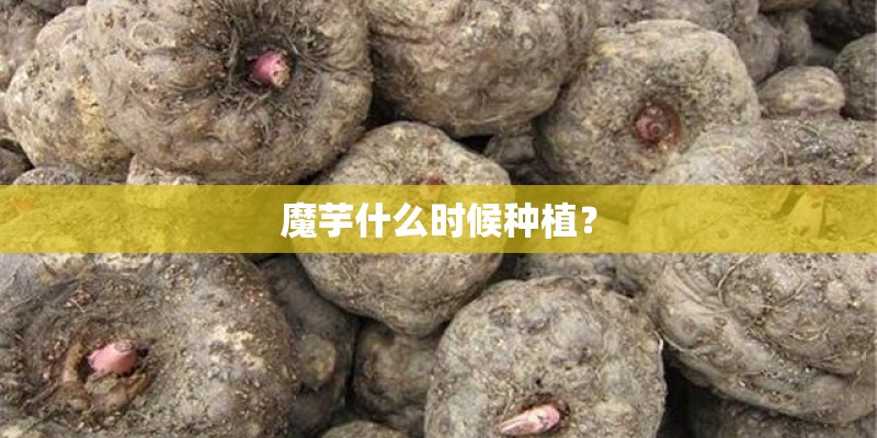 魔芋什么时候种植？