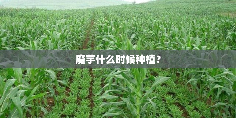 魔芋什么时候种植？