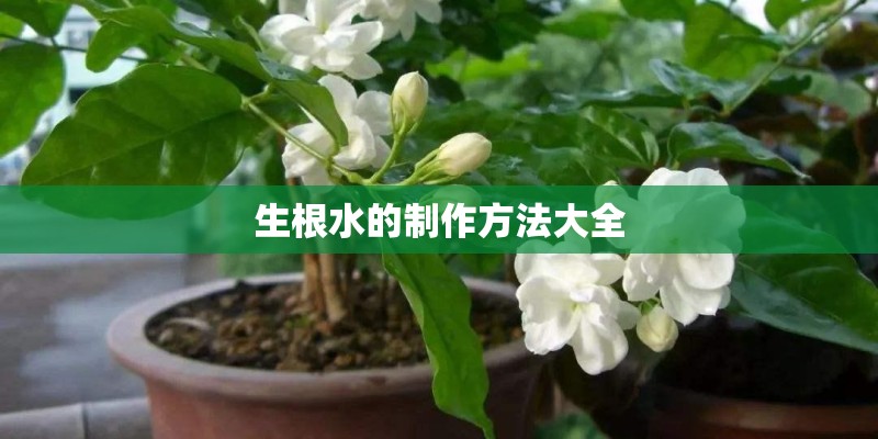 生根水的制作方法大全