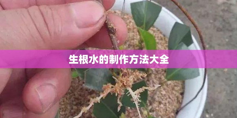 生根水的制作方法大全