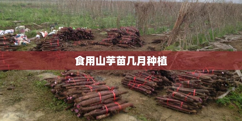 食用山芋苗几月种植