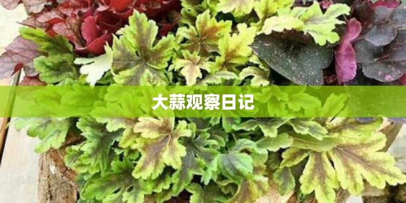 大蒜观察日记