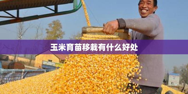 玉米育苗移栽有什么好处