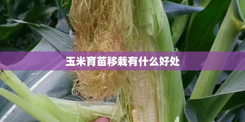 玉米育苗移栽有什么好处