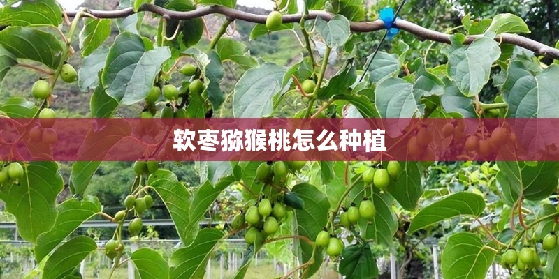 软枣猕猴桃怎么种植