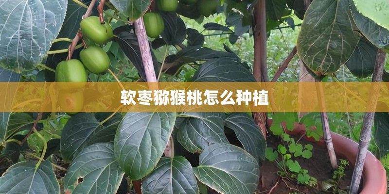 软枣猕猴桃怎么种植
