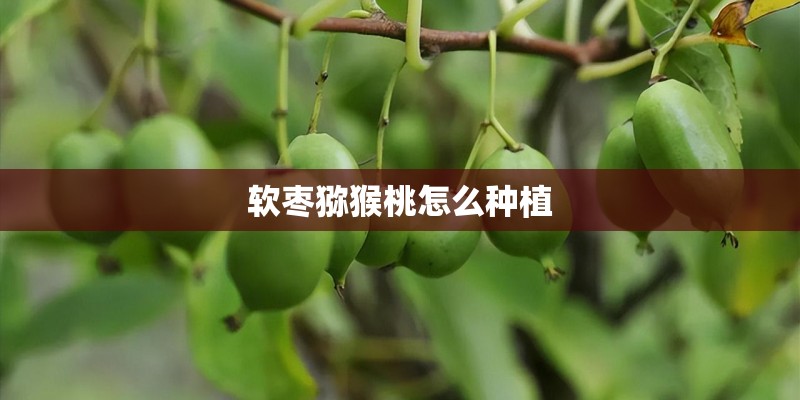 软枣猕猴桃怎么种植
