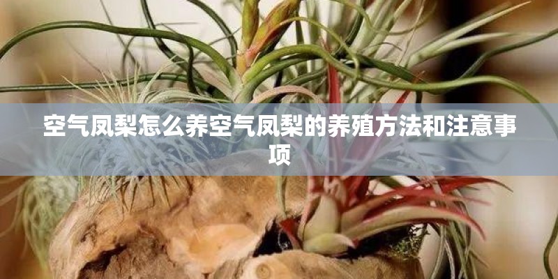空气凤梨怎么养空气凤梨的养殖方法和注意事项