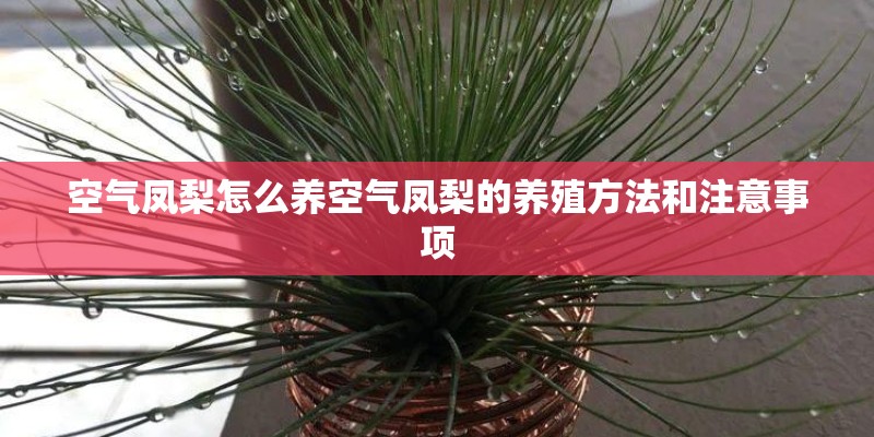 空气凤梨怎么养空气凤梨的养殖方法和注意事项