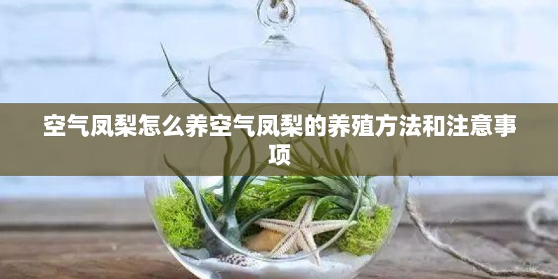空气凤梨怎么养空气凤梨的养殖方法和注意事项