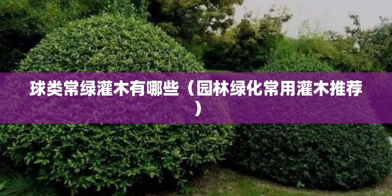 球类常绿灌木有哪些（园林绿化常用灌木推荐）