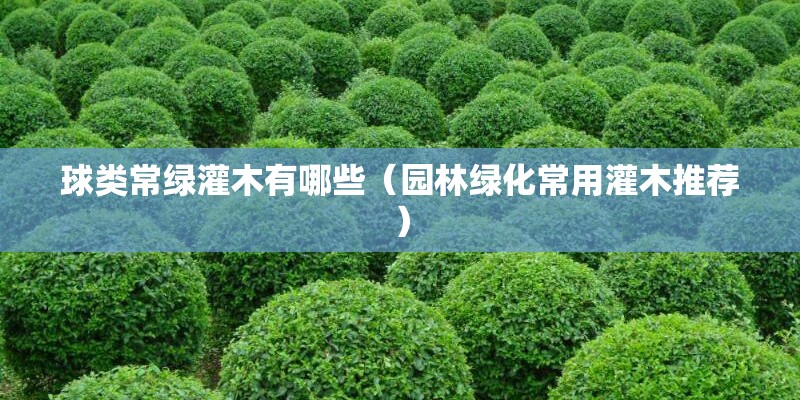 球类常绿灌木有哪些（园林绿化常用灌木推荐）