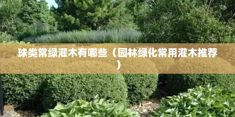 球类常绿灌木有哪些（园林绿化常用灌木推荐）