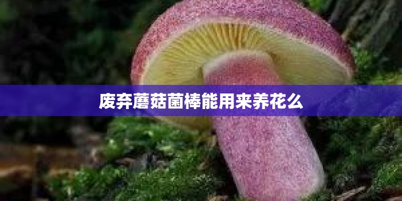 废弃蘑菇菌棒能用来养花么