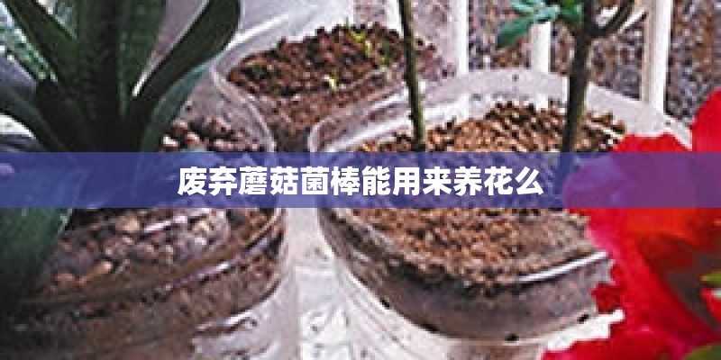废弃蘑菇菌棒能用来养花么