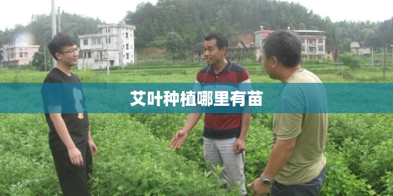 艾叶种植哪里有苗