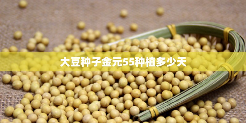 大豆种子金元55种植多少天