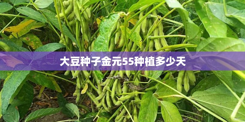 大豆种子金元55种植多少天