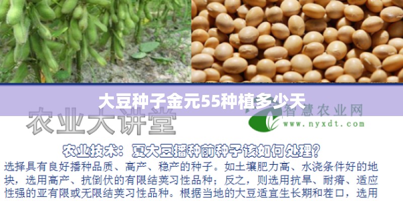 大豆种子金元55种植多少天