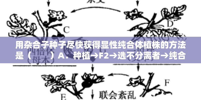 用杂合子种子尽快获得显性纯合体植株的方法是（　　）A．种植→F2→选不分离者→纯合体B．种植→秋水仙素