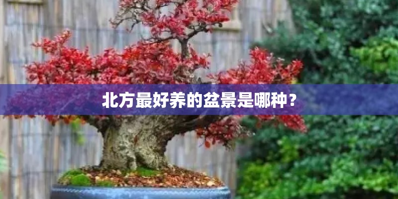 北方最好养的盆景是哪种？