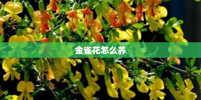 金雀花怎么养