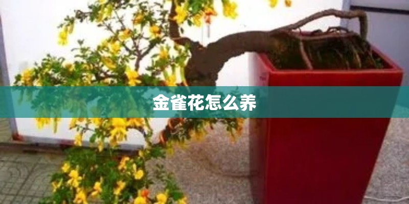 金雀花怎么养