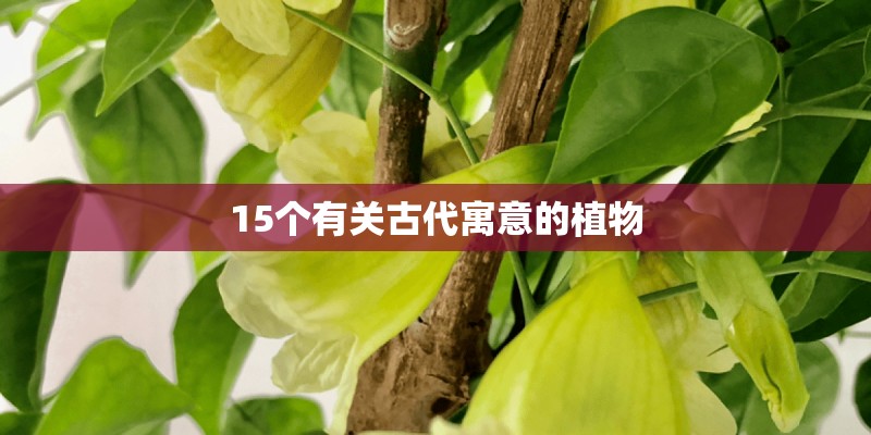 15个有关古代寓意的植物