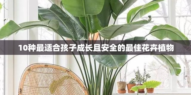 10种最适合孩子成长且安全的最佳花卉植物