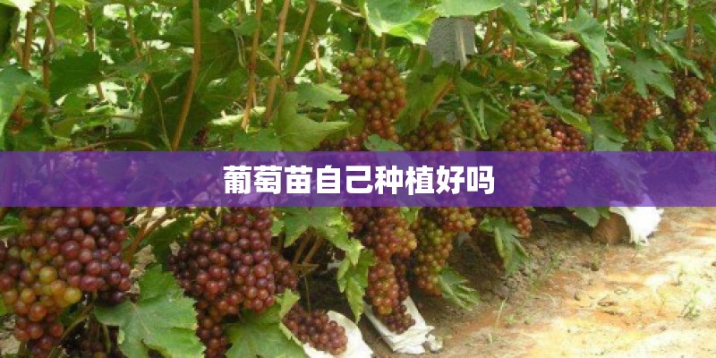 葡萄苗自己种植好吗
