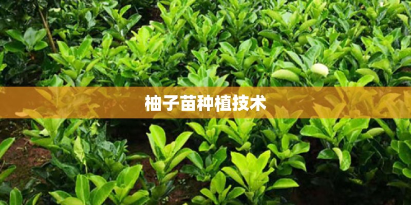 柚子苗种植技术