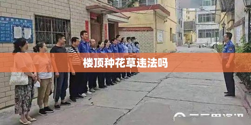 楼顶种花草违法吗