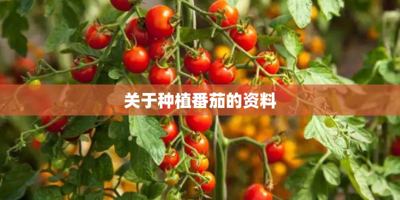关于种植番茄的资料