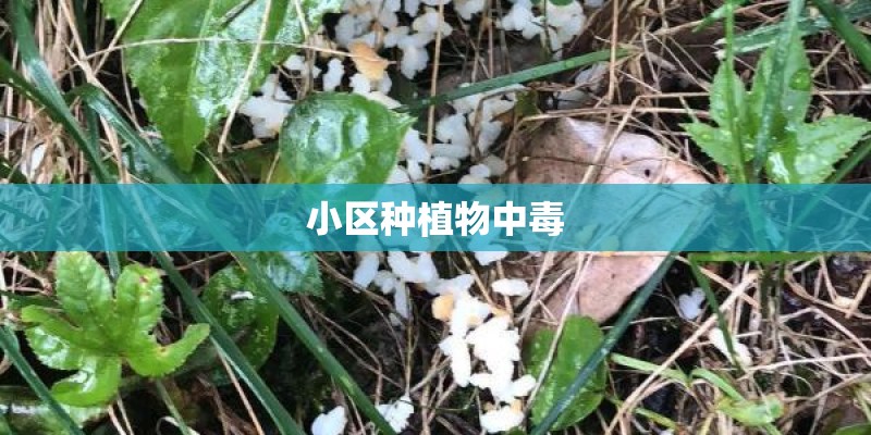 小区种植物中毒