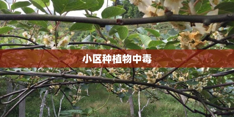 小区种植物中毒