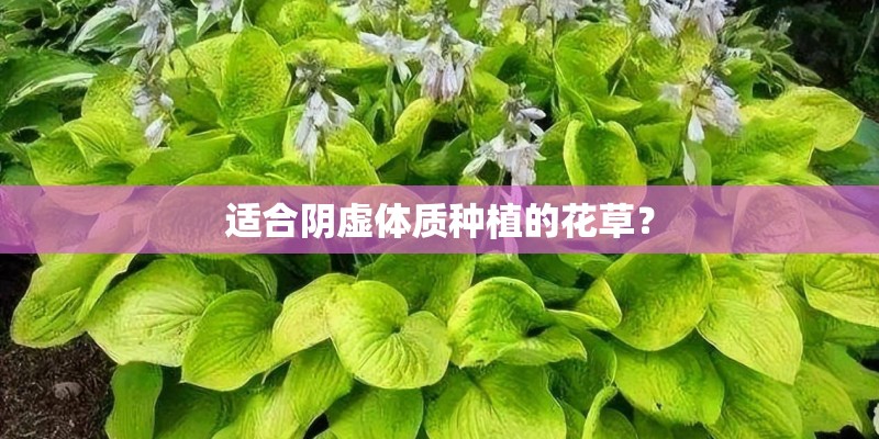适合阴虚体质种植的花草？