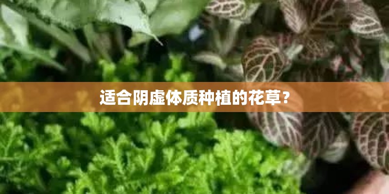 适合阴虚体质种植的花草？
