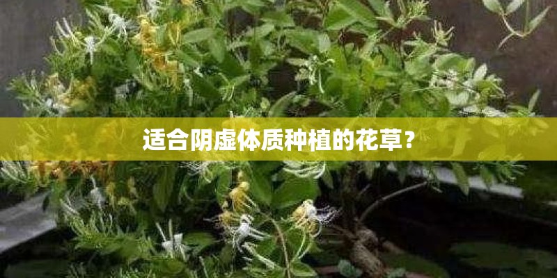 适合阴虚体质种植的花草？