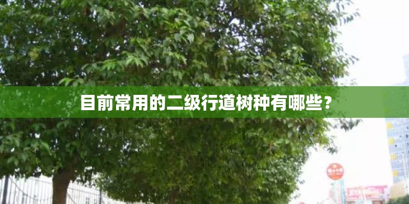 目前常用的二级行道树种有哪些？