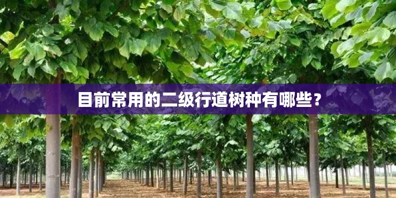 目前常用的二级行道树种有哪些？